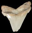 Fossil Angustidens Shark Tooth - Megalodon Ancestor #46854-1